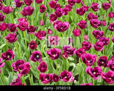 Ricche tulipani violacciocca sfrangiati fioriscono in un campo di bulbi olandese nei Paesi Bassi creando uno sfondo floreale primaverile vivace Foto Stock