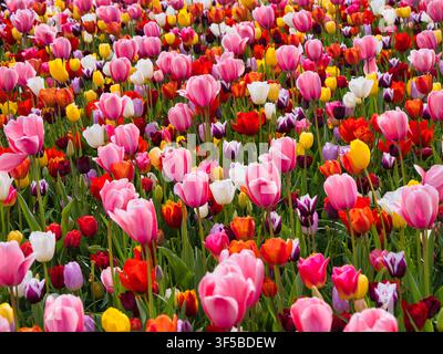 Vivaci tulipani rosa, rossi, gialli e bianchi fioriscono nei campi di bulbi olandesi nei Paesi Bassi in una luminosa giornata di primavera Foto Stock