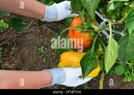 Mani guantate che raccolgono peperoni maturi da una pianta in un giardino, vista ad angolo alto Foto Stock