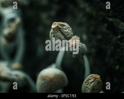 Delicati funghi boschivi che crescono tra muschio e fogliame verde in un habitat naturale. Foto Stock