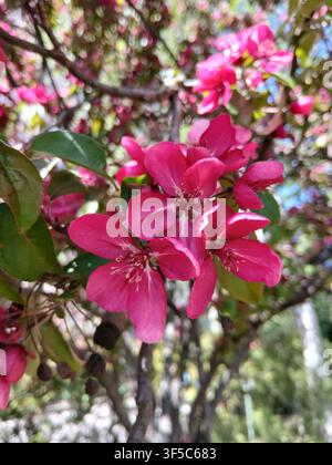 Primo piano di fiori di melo selvatico rosa acceso che sbocciano su un ramo con foglie verdi in primavera Foto Stock