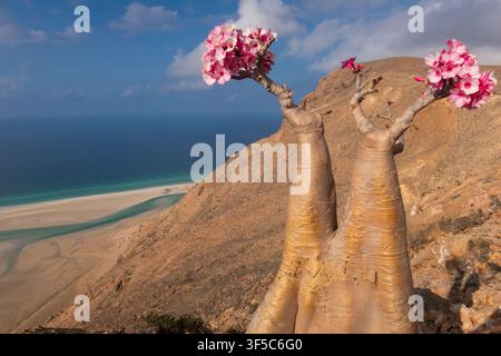 Albero bottiglia in fiore, un albero endemico di Socotra, area protetta di Homil, isola di Socotra, Yemen Foto Stock