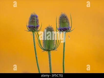 Wilde Karde Foto Stock