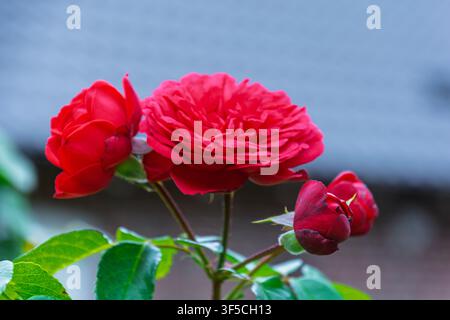 Rose rosse brillanti con boccioli non aperti che fioriscono in primo piano in un giardino a Coesfeld, Germania Foto Stock