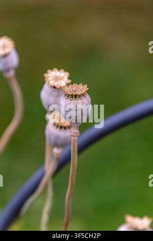 Capsule di papavero secche su steli sottili in un giardino a Coesfeld, Germania Foto Stock