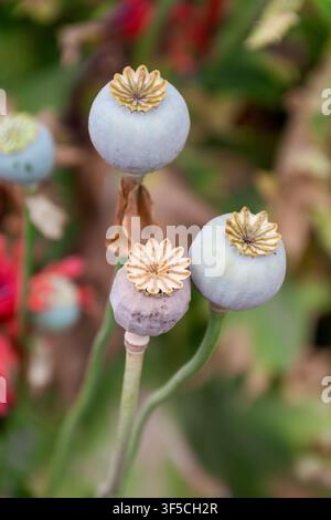 Primo piano di capsule di semi di papavero mature in un giardino all'aperto Foto Stock