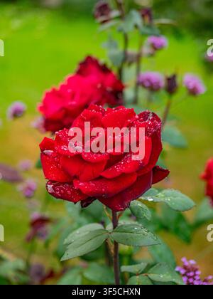 Bellissima rosa rosso intenso coperta di gocce di pioggia limpide in un rigoglioso giardino verde dopo la pioggia Foto Stock