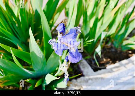 Una fotografia ravvicinata di una splendida fiore di iris viola in piena fioritura, circondata da lunghe foglie verdi e appuntite in un letto da giardino soleggiato all'aperto Foto Stock