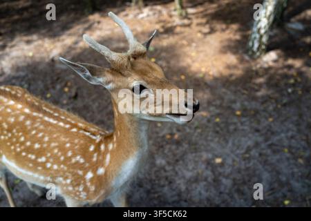 Cervo giovane maculato si trova nelle ombre della foresta. Le sue orecchie si muovono, gli occhi sono vigili e curiosi. La luce screziata cade dolcemente sul suo mantello. Un ambiente naturale offre Foto Stock