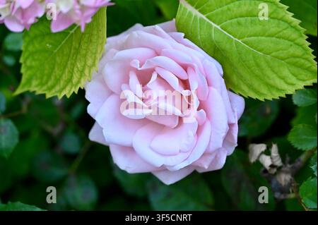Un primo piano di una rosa rosa chiaro in piena fioritura, circondata da foglie verdi vibranti in un ambiente naturale di giardino. Foto Stock