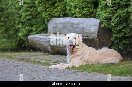Golden Retriever sdraiato sull'erba verde accanto a una panchina di legno rustica in un giardino paesaggistico. Cane felice che guarda verso l'obiettivo con la lingua fuori. Accogliente all'aperto Foto Stock