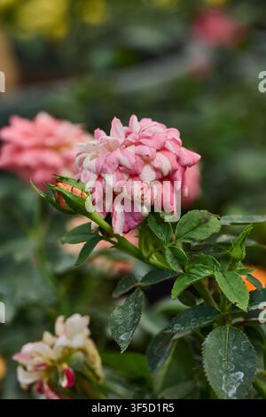 Rosa delicata a strisce rosa e bianche e bocciolo che cresce in un giardino all'aperto Foto Stock