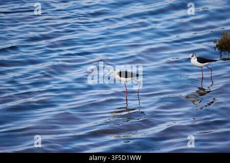 Due trampolieri dalle ali nere stanno guazzando nell'acqua azzurra, alla ricerca di prede Foto Stock