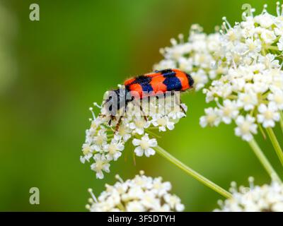 Un coleottero mangia-api, Trichodes apiarius, noto anche come coleottero screziato, che si nutre su un fiore bianco. Foto Stock