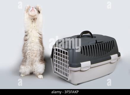 Il gatto si trova sulle zampe posteriori vicino al trasportino per animali domestici. Contenitore-trasportino per gatti su uno sfondo grigio. Foto Stock