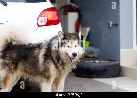 Prima piano di un husky siberiano, un cane soffice e bagnato con espressione calma Foto Stock