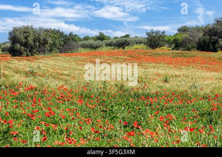Vibrante campo di papaveri rossi che fiorisce tra le erbe verdi in primavera, vicino a Noto, Sicilia, Italia Foto Stock