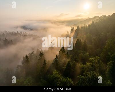 Raggi dorati dell'alba attraverso la nebbia mattutina sulla foresta della valle del fiume Gauja a Sigulda, Lettonia Foto Stock