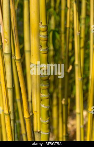 Primo piano di steli di bambù dorati con internodi gonfi a Coesfeld, Germania Foto Stock