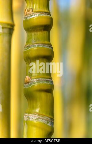 Estremo primo piano di uno stelo di bambù dorato con nodi gonfi unici a Coesfeld, Germania Foto Stock
