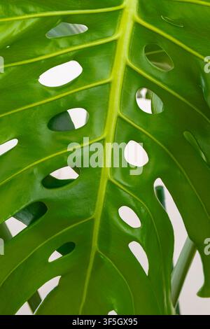 Monstera Deliciosa (pianta del formaggio svizzero) foglia grande primo piano Foto Stock