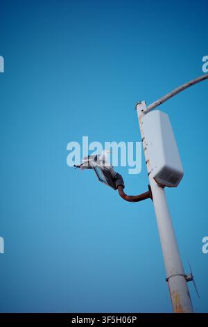 Gabbiano appollaiato su un impianto di illuminazione di sicurezza contro un cielo blu terso Foto Stock