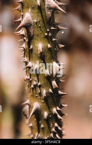 Spine su un ramo di rosa, isolate, sfondo sfocato Foto Stock