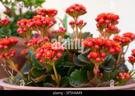Piante di Kalanchoe con grappoli di fiori rosso acceso Foto Stock