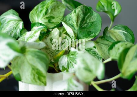 Piante pothos variegata con foglie verdi e bianche in un vaso bianco strutturato, posizionata su una superficie scura con sfondo sfocato Foto Stock