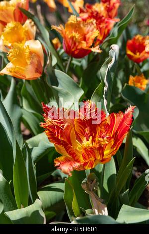 Tulipi sfrangiati (varietà Davenport) di colore rosso acceso e arancione nel giardino di casa Foto Stock