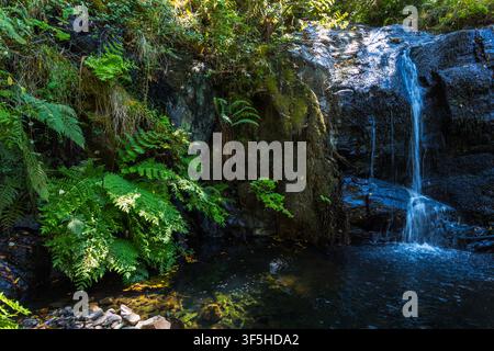Una piccola cascata scende su rocce coperte di muschio scuro in una limpida pozza boschiva di montagna nel Portogallo centrale. Foto Stock