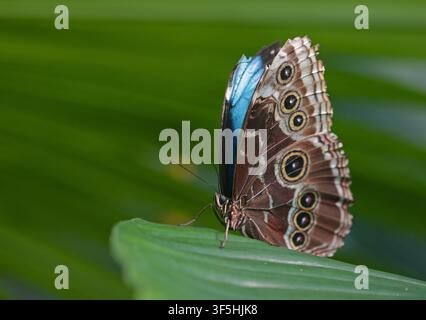 Farfalla blu Morpho Menelao (morpho menelaus) Foto Stock