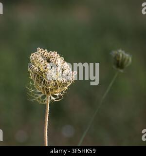Capolino di semi di carota selvatica noto anche come nido d’api e pizzo della regina Anna. Foto Stock