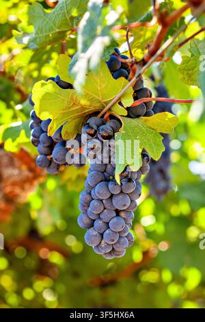 Uva rossa matura prima della vendemmia Foto Stock