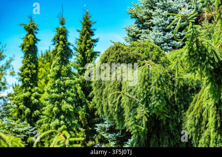 Gli alberi verdi si ergono sotto un cielo luminoso. La luce del sole filtra attraverso i rami, evidenziando la trama e la forma delle foglie. La scena è vibra Foto Stock