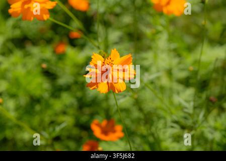 Primo piano di un cosmo solforato arancione vivace, Cosmos sulphureus, con petali a raggi semi-doppi che circondano una prominente testa centrale di floretti. Foto Stock