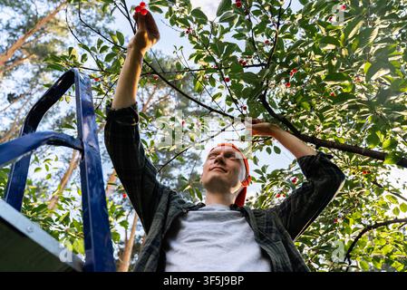 Un uomo è in piedi su una scala in un frutteto illuminato dal sole in campagna, raccogliendo con cura ciliegie biologiche mature da rami frondosi durante una raccolta stagionale locale di frutta Foto Stock