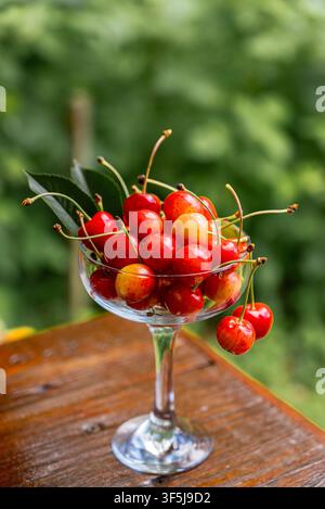 Ciliegie rosse e gialle mature con steli disposte in un elegante bicchiere trasparente con gambo su un tavolo di legno, circondate da una morbida vegetazione verde del giardino durante un Foto Stock