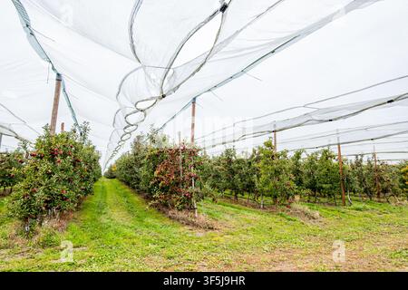 File di alberi di mele carichi di frutti rossi crescono sotto una rete protettiva bianca in un frutteto del Vaud, Svizzera, mostrando l'agricoltura moderna, mare di raccolto Foto Stock
