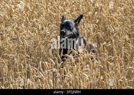 Labrador nero in atteggiamento vigile tra il grano maturo in un campo estivo Foto Stock