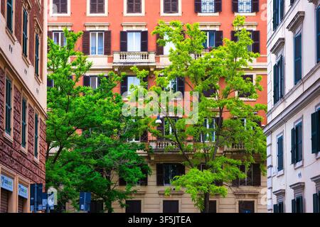 Albero di robinia nera (Robinia pseudoacacia) in fresco fogliame primaverile tra edifici residenziali. Roma, Italia. Foto Stock