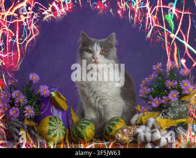 Gatto a pelo lungo grigio e bianco è circondato da zucche ornamentali, astri viola e fiori di cotone. Trame di luce neon multicolore formano un bagliore circolare Foto Stock