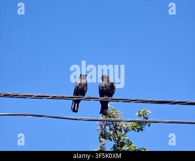 Due corvi neri appollaiati su fili elettrici sotto un cielo blu chiaro con ampio spazio di copia Foto Stock