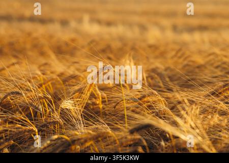 Vista ravvicinata di spighe dorate di frumento mature che si piegano attraverso un campo agricolo alla luce calda del sole, creando uno sfondo naturale che simboleggia il raccolto, Foto Stock