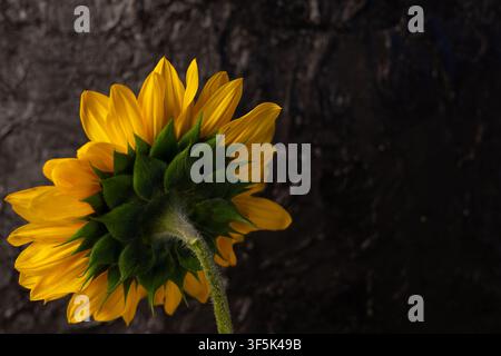 Retro di un girasole luminoso su uno sfondo scuro e testurizzato Foto Stock
