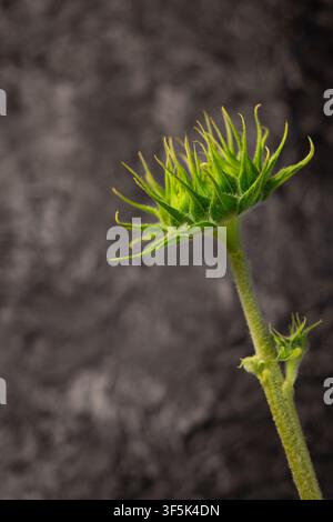 Bocciolo di girasole decorativo su sfondo grigio con spazio per il testo Foto Stock