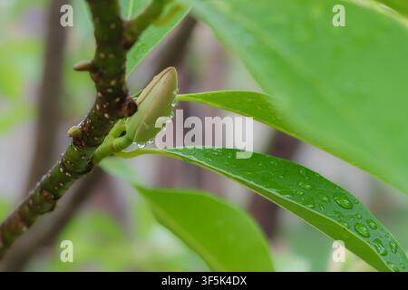 Primo piano di un bocciolo di fiore bianco di champaca con gocce d'acqua su foglie verdi lucide dopo la pioggia, con una vegetazione tropicale sfocata in lontananza. Foto Stock