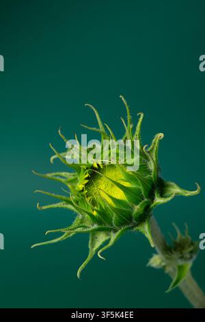 Testa di girasole verde prima della fioritura su sfondo verde Foto Stock