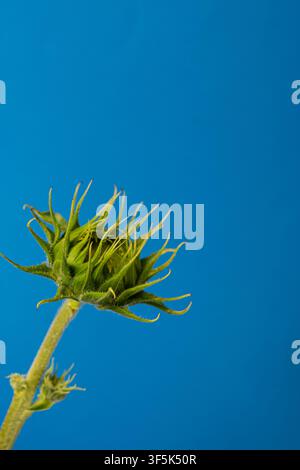 Bocciolo di girasole decorativo su sfondo blu con spazio libero Foto Stock