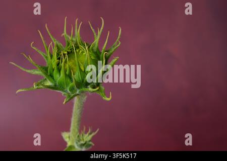 Bocciolo di girasole decorativo su sfondo bordeaux con spazio per il testo Foto Stock